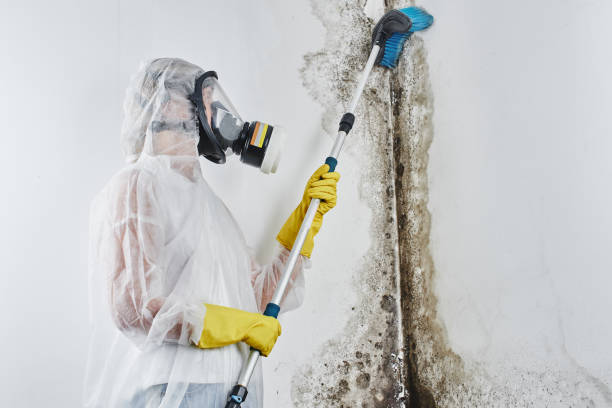 Mold Remediation for Vacation Homes in Monticello, MN